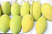 Vietnamese mangoes to be exported to US